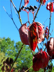 Roter Hartriegel (Cornus sanguinea) in Saarbrücken