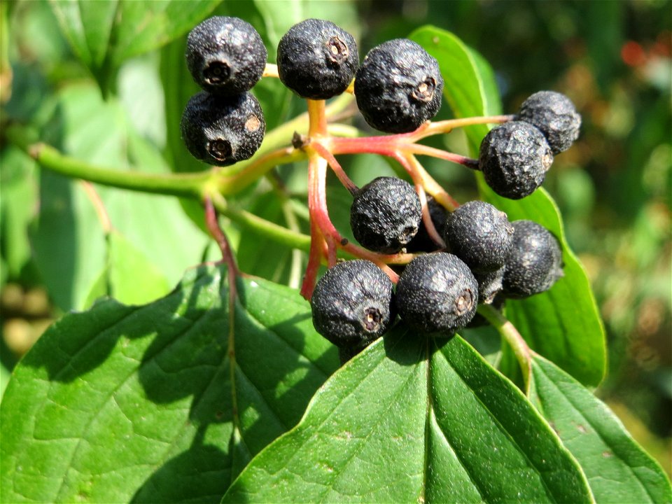 Roter Hartriegel (Cornus sanguinea) im Schwetzinger Hardt