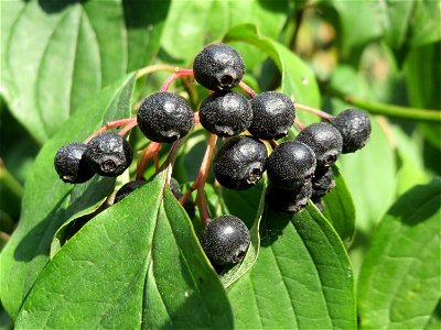 Roter Hartriegel (Cornus sanguinea) im Schwetzinger Hardt
