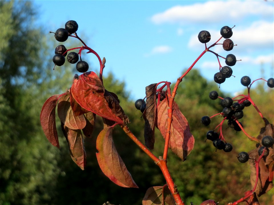 schon herbstlicher Roter Hartriegel (Cornus sanguinea) in Hockenheim