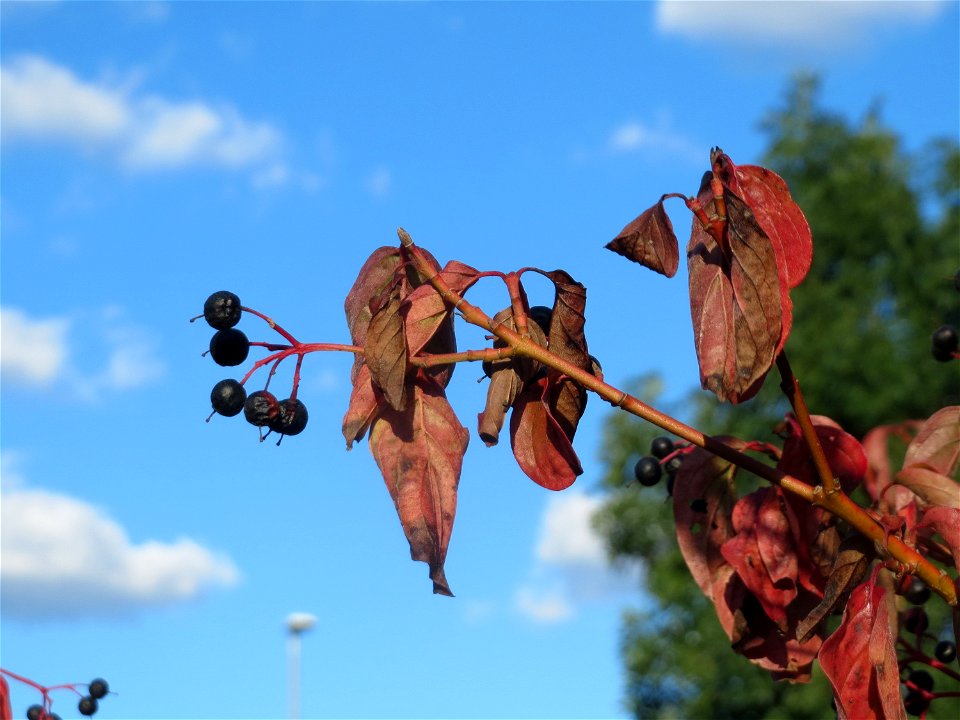 schon herbstlicher Roter Hartriegel (Cornus sanguinea) in Hockenheim