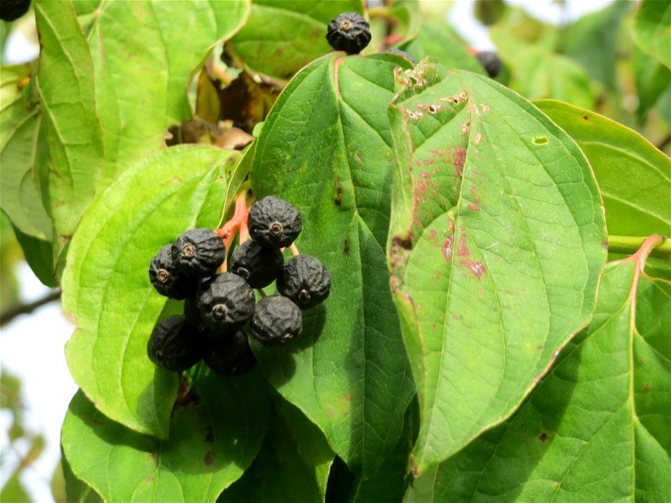 Roter Hartriegel (Cornus sanguinea) in Hockenheim