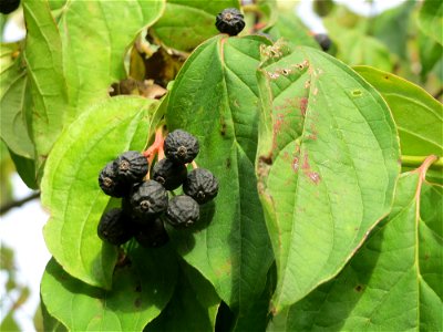 Roter Hartriegel (Cornus sanguinea) in Hockenheim photo