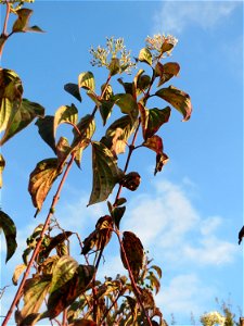 Roter Hartriegel (Cornus sanguinea) in den Horststückern im Hockenheimer Rheinbogen