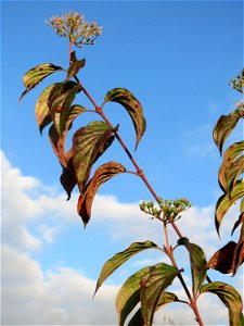 Roter Hartriegel (Cornus sanguinea) in den Horststückern im Hockenheimer Rheinbogen