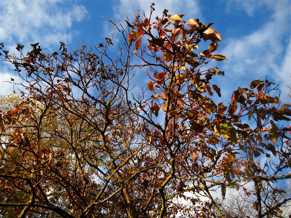 Roter Hartriegel (Cornus sanguinea) in Hockenheim