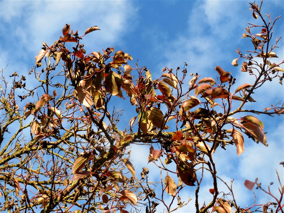 Roter Hartriegel (Cornus sanguinea) in Hockenheim