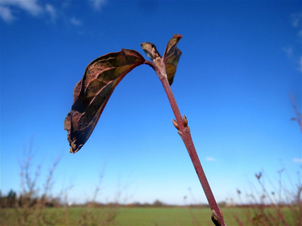 Roter Hartriegel (Cornus sanguinea) bei Neulußheim