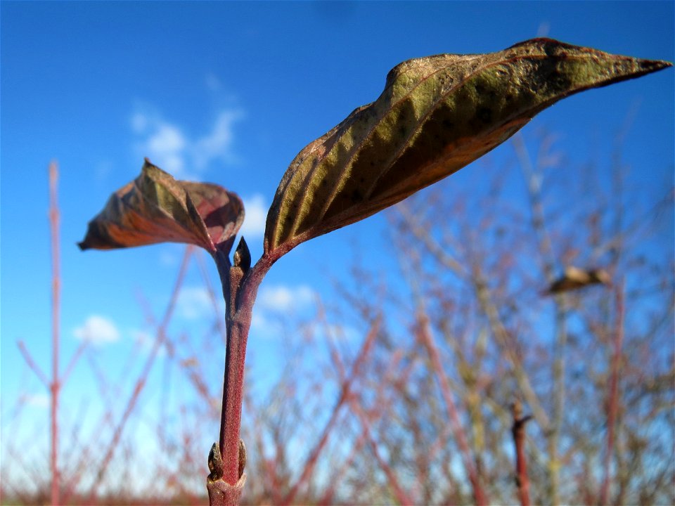 Roter Hartriegel (Cornus sanguinea) bei Neulußheim