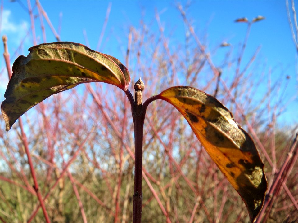 Roter Hartriegel (Cornus sanguinea) bei Neulußheim