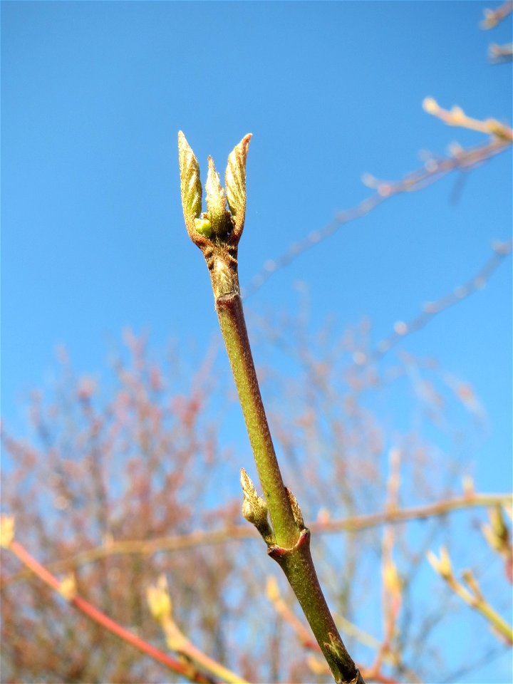 Roter Hartriegel (Cornus sanguinea) in Hockenheim