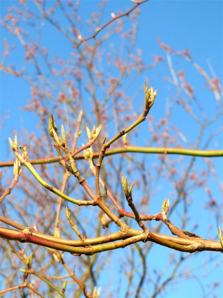 Roter Hartriegel (Cornus sanguinea) in Hockenheim