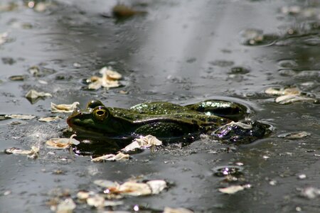 Green frog pond pond inhabitants photo