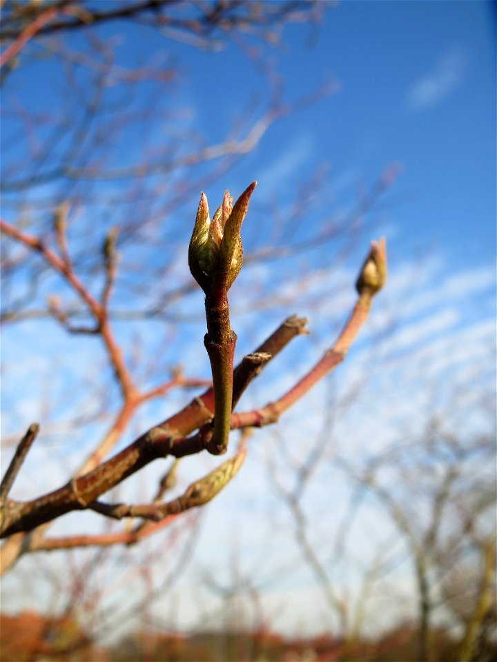 Roter Hartriegel (Cornus sanguinea) in Hockenheim
