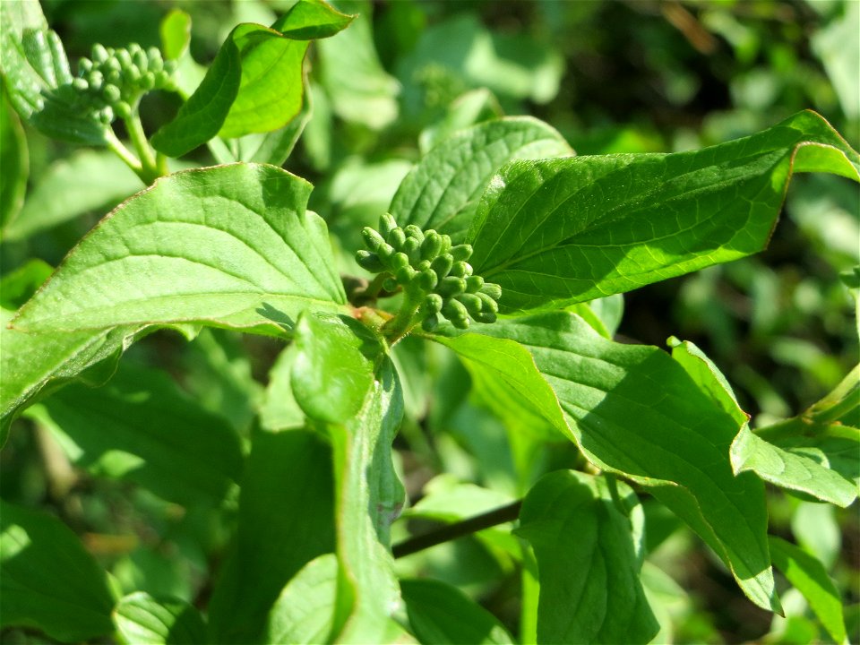 Blütenknospen vom Roten Hartriegel (Cornus sanguinea) auf einem Grünstreifen zwischen Eisenbahnstraße und Am Damm in Hockenheim