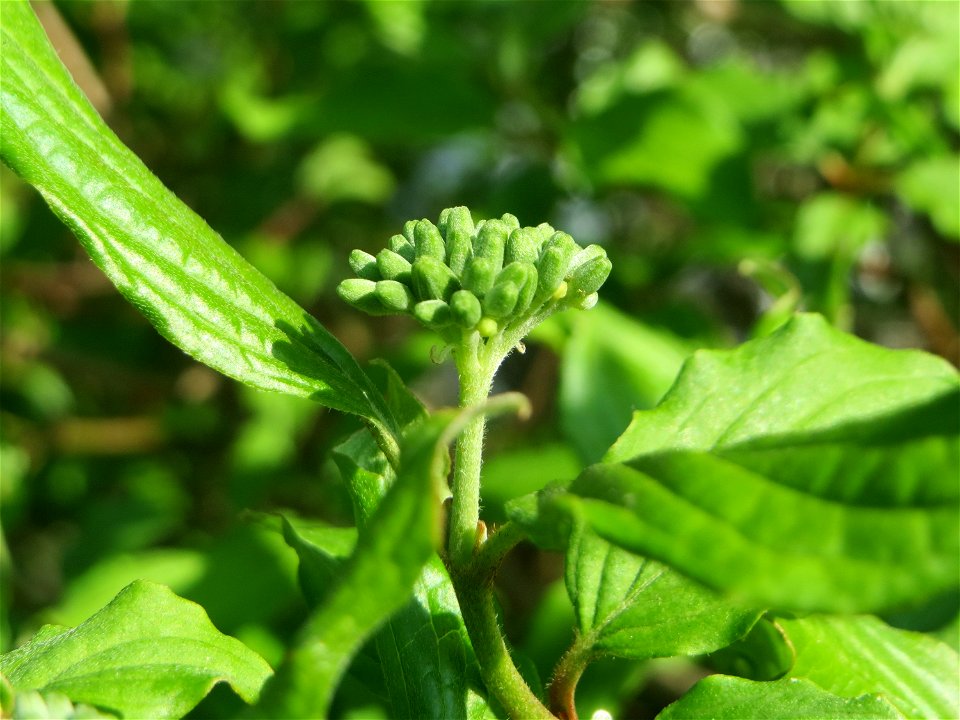 Blütenknospen vom Roten Hartriegel (Cornus sanguinea) auf einem Grünstreifen zwischen Eisenbahnstraße und Am Damm in Hockenheim