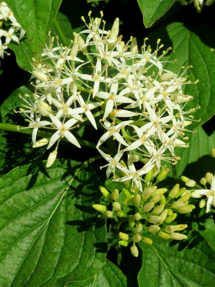 Roter Hartriegel (Cornus sanguinea) in Hockenheim