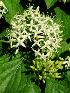 Roter Hartriegel (Cornus sanguinea) in Hockenheim