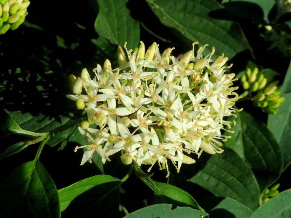 Roter Hartriegel (Cornus sanguinea) in Hockenheim