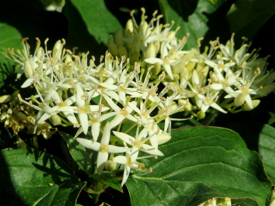 Roter Hartriegel (Cornus sanguinea) in Hockenheim