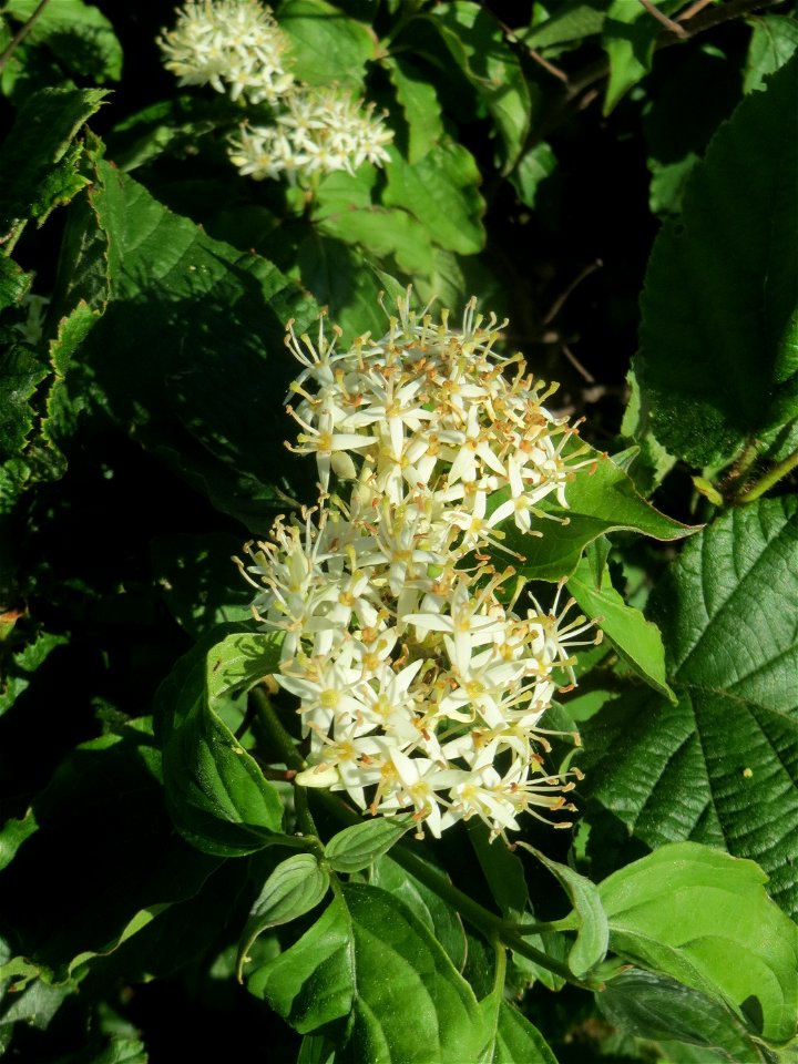 Roter Hartriegel (Cornus sanguinea) in Hockenheim