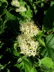 Roter Hartriegel (Cornus sanguinea) in Hockenheim