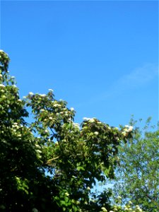 Roter Hartriegel (Cornus sanguinea) in Hockenheim