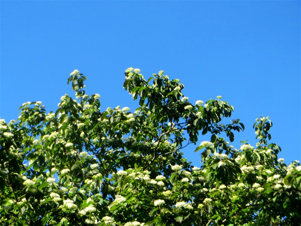 Roter Hartriegel (Cornus sanguinea) in Hockenheim
