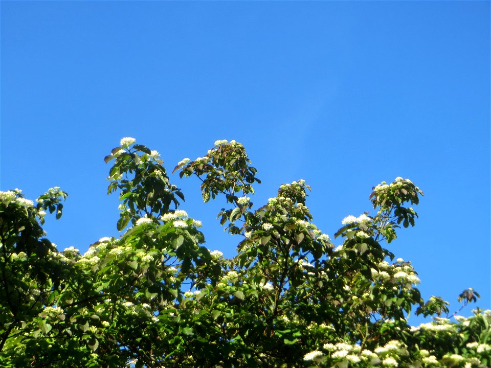 Roter Hartriegel (Cornus sanguinea) in Hockenheim