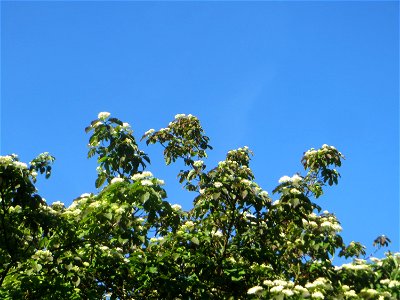 Roter Hartriegel (Cornus sanguinea) in Hockenheim