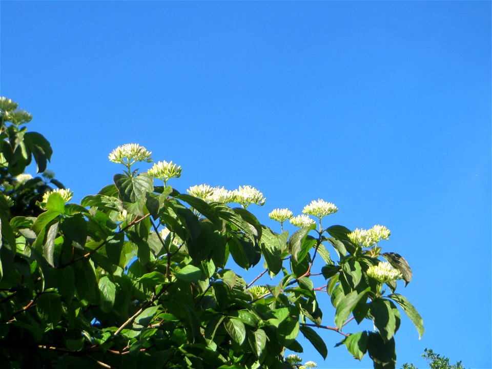 Roter Hartriegel (Cornus sanguinea) in Hockenheim