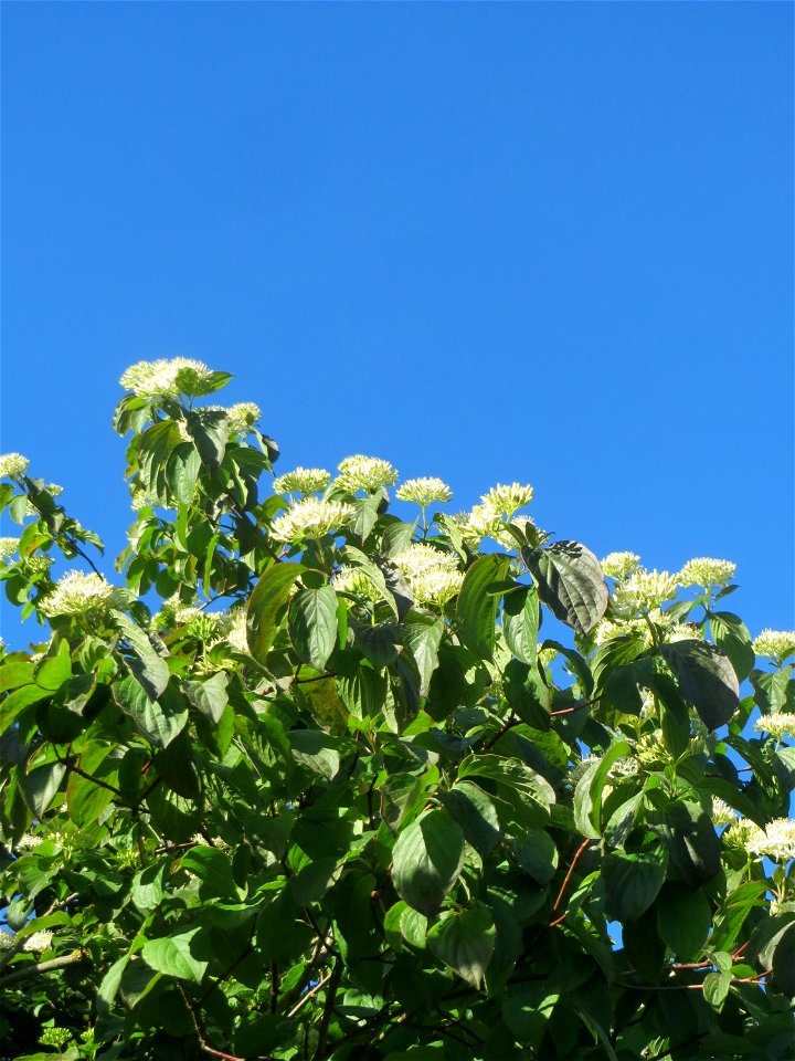 Roter Hartriegel (Cornus sanguinea) in Hockenheim