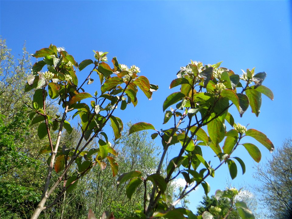 Roter Hartriegel (Cornus sanguinea) an der Saar in Saarbrücken
