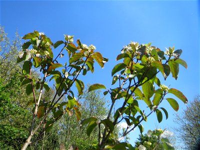 Roter Hartriegel (Cornus sanguinea) an der Saar in Saarbrücken