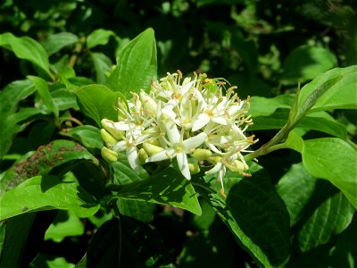 Roter Hartriegel (Cornus sanguinea) an der Saar in Saarbrücken