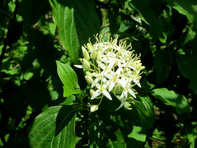 Roter Hartriegel (Cornus sanguinea) an der Saar in Saarbrücken