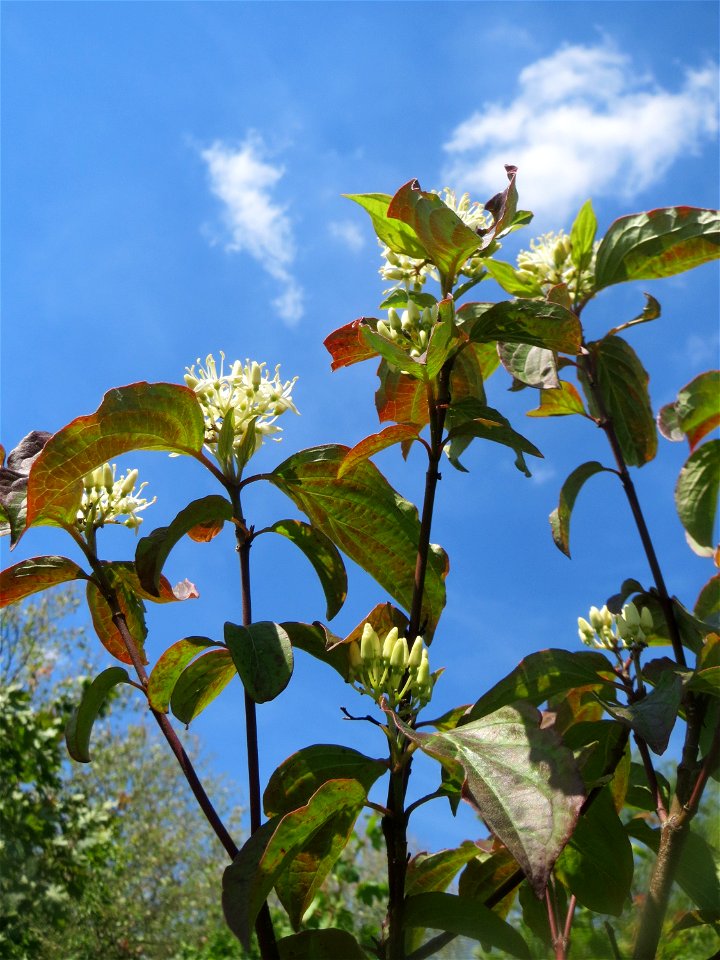 Roter Hartriegel (Cornus sanguinea) an der Saar in Saarbrücken