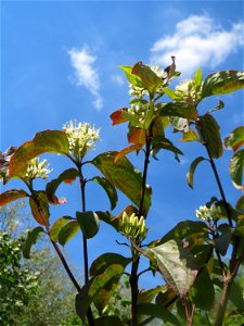 Roter Hartriegel (Cornus sanguinea) an der Saar in Saarbrücken