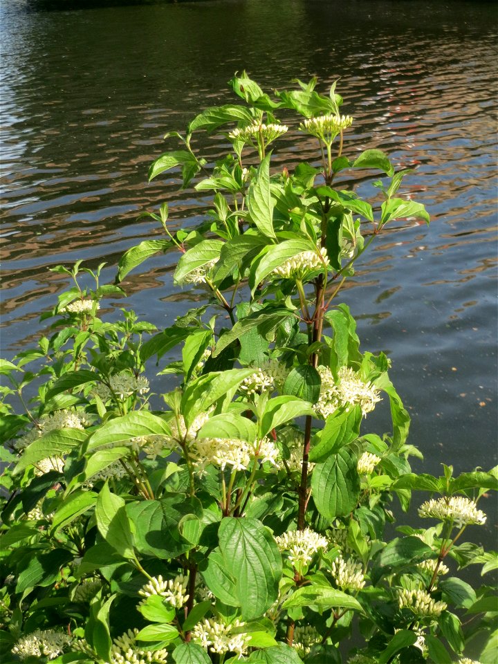 Roter Hartriegel (Cornus sanguinea) an der Saar in Saarbrücken