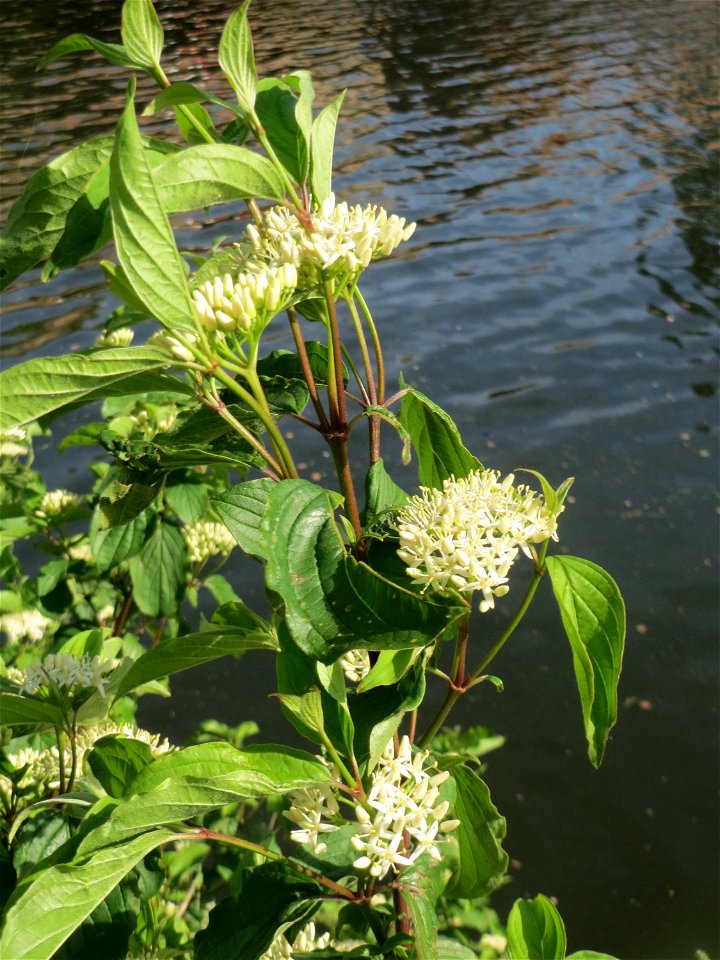 Roter Hartriegel (Cornus sanguinea) an der Saar in Saarbrücken