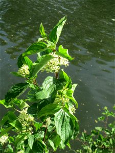 Roter Hartriegel (Cornus sanguinea) an der Saar in Saarbrücken