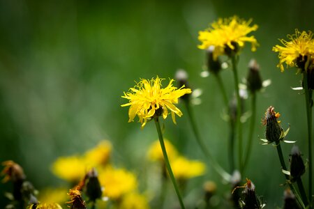 Yellow flowers pointed flower nature
