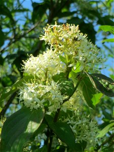 Roter Hartriegel (Cornus sanguinea) im Naturschutzgebiet „Bachwiesen/Leopoldswiesen“ im Hockenheimer Rheinbogen