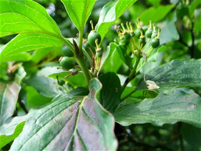 Früher Fruchtstand vom Roten Hartriegel (Cornus sanguinea) am Stadtrand von Hockenheim