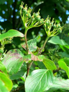 Früher Fruchtstand vom Roten Hartriegel (Cornus sanguinea) am Stadtrand von Hockenheim