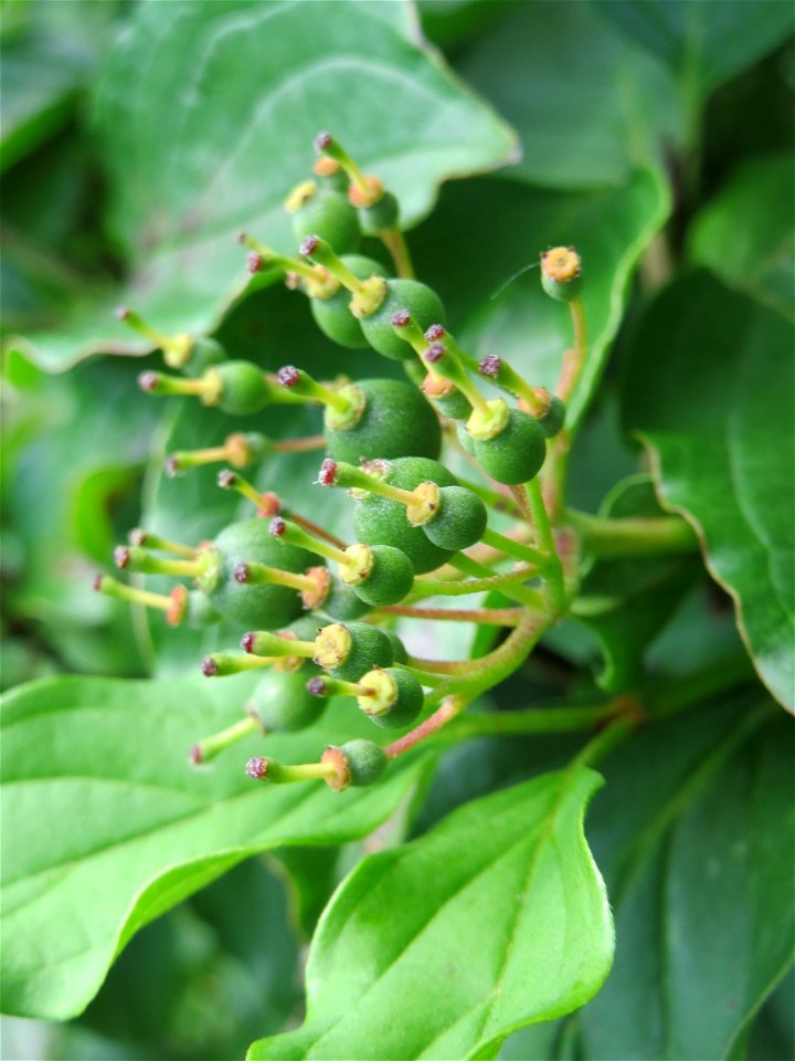 Früher Fruchtstand vom Roten Hartriegel (Cornus sanguinea) am Stadtrand von Hockenheim