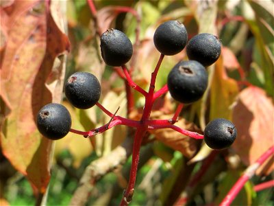 Roter Hartriegel (Cornus sanguinea) in Hockenheim