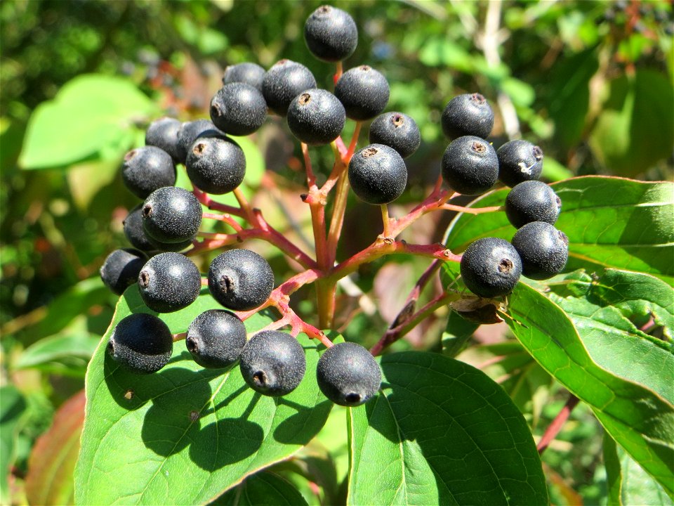 Früchte vom Roten Hartriegel (Cornus sanguinea) in Hockenheim