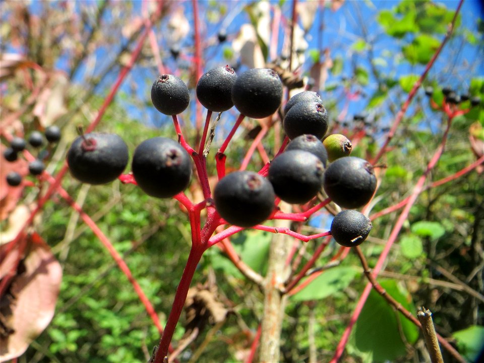 Früchte vom Roten Hartriegel (Cornus sanguinea) in Hockenheim