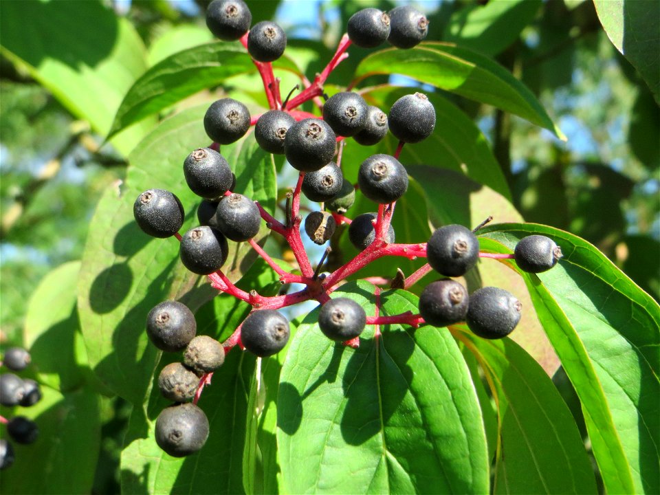 Früchte vom Roten Hartriegel (Cornus sanguinea) in Hockenheim